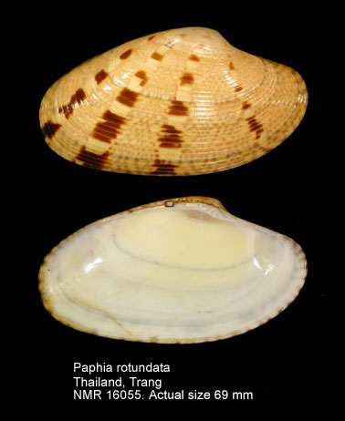 Paphia rotundata.jpg - Paphia rotundata(Linnaeus,1758)